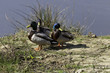 A Raft Of Male Mallards