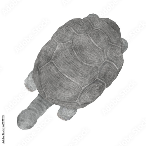 Illustration: 3d render of geochelone nigra 3d render of geochelone nigra