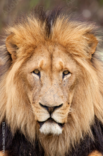 Photo: Löwe Löwe