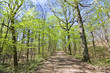 Forêt de Fausses Reposes au printemps