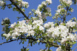 Foto: frühling frühling