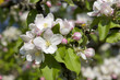 Foto: frühlingsidylle frühlingsidylle