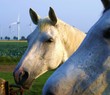 Foto: Weißes Pferd auf der Koppel Weißes Pferd auf der Koppel