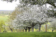 Foto: frühlingsidylle in oberbayern frühlingsidylle in oberbayern
