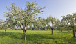 apfelblüte in bad feilnbach