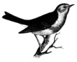 Robin on a branch