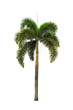 palm tree isolated