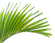 feuille de palmier bouteille