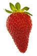 Erdbeere