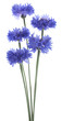 cornflower