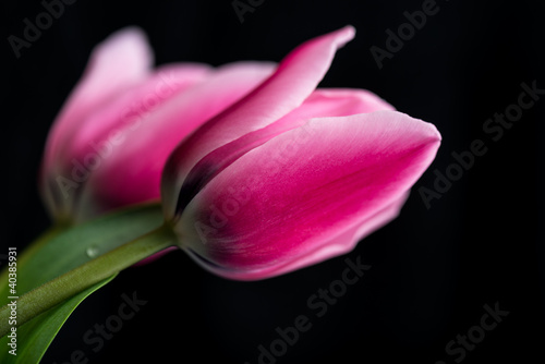 Photo: Tulips Tulips