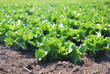 isolated plant of salad in countryside isolated plant of salad in countryside