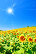 sun over field of sunflowers in summer sun over field of sunflowers in summer