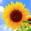Sonnenblume