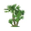 palmier Chamaerops humilis