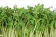 Photo: Isolated Garden Cress Sprouts Isolated Garden Cress Sprouts