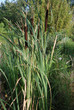Reed