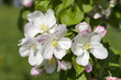apfelblüte in bad feilnbach