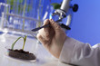 Green plants in biology laborotary