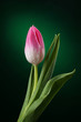 Photo: tulip with water drops on dark green background tulip with water drops on dark green background