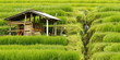 Foto: Bali, water management in rice field Bali, water management in rice field