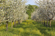 frühling in oberbayern