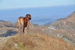 Big dog on the hill