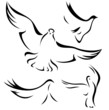 set of doves - vector outlines
