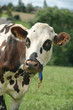 Foto: animal ferme vache 86 animal ferme vache 86
