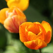Closeup of orange tulip Closeup of orange tulip