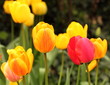 Spring tulips meadow Spring tulips meadow
