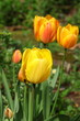 Spring tulips with rain drops Spring tulips with rain drops
