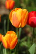 Red and yellow tulips with rain drops Red and yellow tulips with rain drops