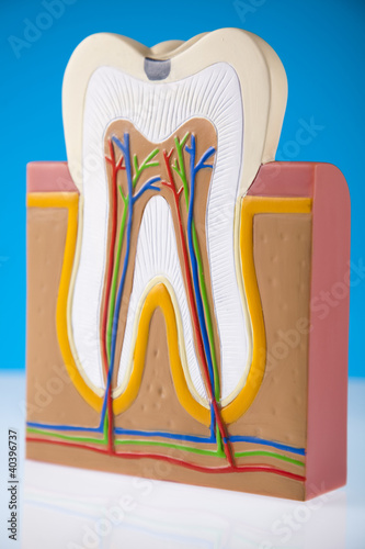 Photo: Tooth Tooth