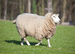 Female Sheep