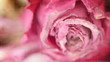 Dead Rose Grunge Montage Two Macro Rack Focus Dead Rose Grunge Montage Two Macro Rack Focus