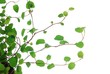 Leinwanddruck Bild - Spring