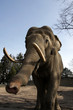 elefant