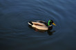 Stockente