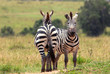 Couple of zebras