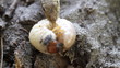 Lizard Eating Large Grub Macro Shot Lizard Eating Large Grub Macro Shot