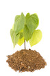 Photo: Plant and soil isolated on white background Plant and soil isolated on white background