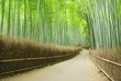 嵯峨野の竹林