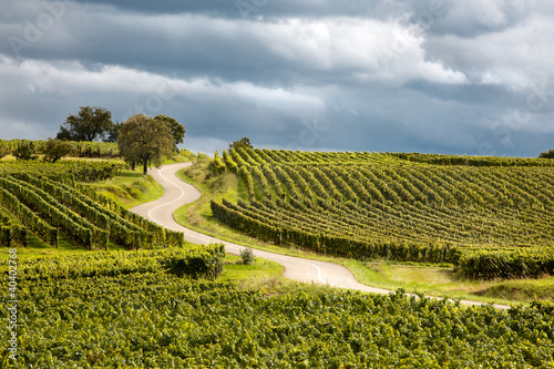 Foto: Route du vin in Alsace france Route du vin in Alsace france