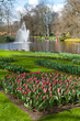 Photo: tulip garden in Keukenhof tulip garden in Keukenhof