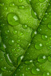 WATER DROPS ON GREEN LEAF