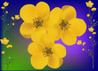 golden buttercup flowers illustration golden buttercup flowers illustration