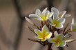 Photo: White Frangipani White Frangipani