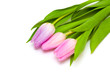 three pink tulips