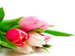 canvas print picture - colorful tulips with droplets
